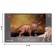Dinosaurian figure "World of dinosaurs: tricratops", 20 cm