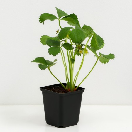 Strawberry garden Kokinskaya Early, p9 pot, 1 pc, summer 2024-1