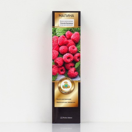 Raspberry repair varieties "Autumn Beauty", 1 pc, tube, spring 2025