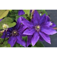 Clematis large-flowered president, C2 pot, H20-40 Height, 1 pc, summer 2024