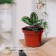Pot for seedlings, 2 l, d = 17 cm, h = 13 cm, terracotta, greengo