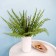 Artificial plant "Paporotnik Nefrolepis", height 43 cm