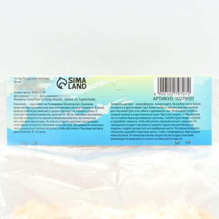 Gloxinia "Mont Blank", Rr. 5/6, 2 pcs-2