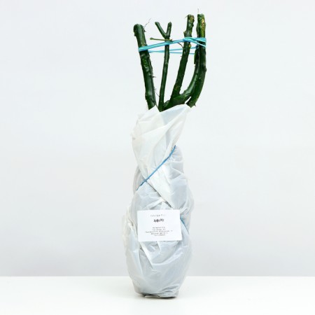 Seedling of tea-hybrid "harpa", 1 pc, spring 2024-3