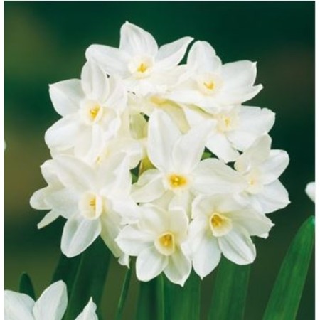 Narcissus Tatzettoid Paypervit, 13/15 rr, 5 pcs, 25 h (cm), autumn 2024