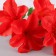 Bouquet "Adenium Extra Galant" D-14 cm 30 cm, mix