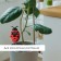 Soil meter 3 in 1: for humidity, acidity, illumination, “ladybug”