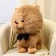 Soft toy "Dog" in a butterfly 60 cm, brown color