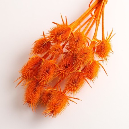 Set of dried flowers "Brush", banch 7-8 pcs, length 50 (+/- 6 cm), orange-2