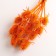 Set of dried flowers "Brush", banch 7-8 pcs, length 50 (+/- 6 cm), orange