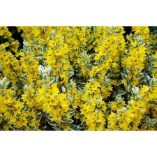 Verbeynik Potochny Alexander, C2 pot, H10-50 Height, 1 pc, summer 2024