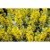Verbeynik Potochny Alexander, C2 pot, H10-50 Height, 1 pc, summer 2024