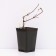 Clematis Botanical suite "Super Kyut", tube, 1 pc, spring 2025
