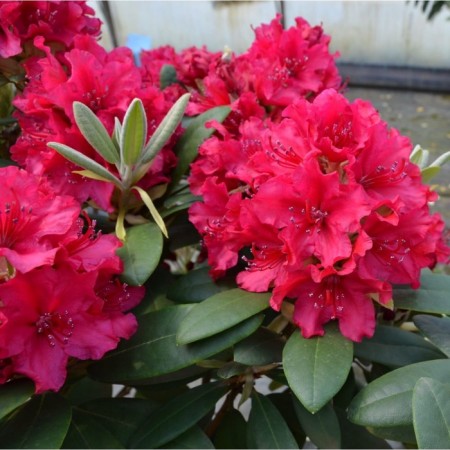 Rhododendron hybrid suite "Yang III Sobeskoy", tube, 1 pc, spring 2025