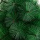 Kedr "green" layer stand, 60 cm D needles 10 cm D of the lower tier 50 cm 35 branches