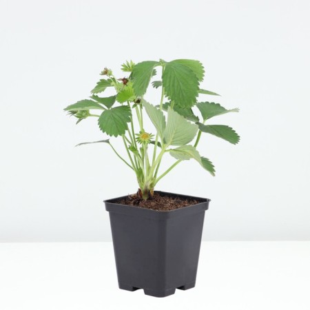 Strawberry Garden Fleur, P9 Pot, 1 pc, summer 2024-1