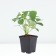 Strawberry Garden Fleur, P9 Pot, 1 pc, summer 2024