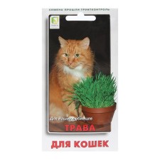 Seeds of grass 