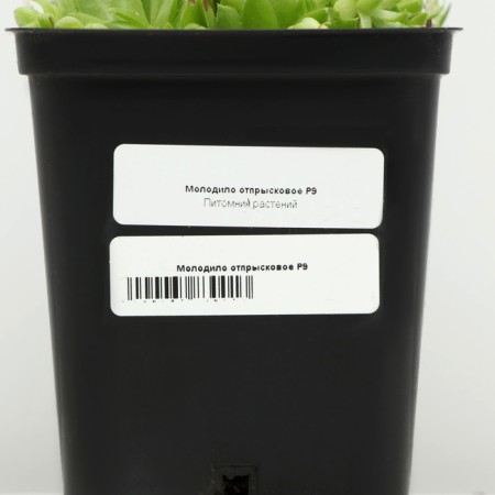 Belarmed offspring, P9 pot, 1 pc, Spring 2024-3