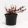 Barberry Tunberg Darts Red lady, C2 pot, H10-50 height, 1 pc, summer 2024