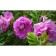 Seedling rose Canadian park "Charles Albanel", tube, 1 pc, spring 2025