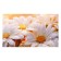 Picture on the canvas "Chamomile" 60*100 cm