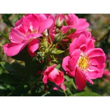 Seedling rose Canadian Plesy 