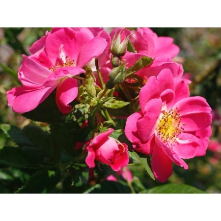 Seedling rose Canadian Plesy "William Buffin", tube, 1 pc, spring 2025