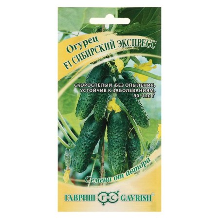 Siberian Express cucumber seeds, F1, 10 pcs-2