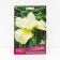 Iris Siberian "Harpswell Happones", 1 pc, rr I, spring 2024