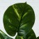 Artificial Lyrata bush 70 cm