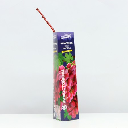 Bohemia grapes, spring 2024, 1 pc.-1