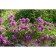 Rosa seedling "Lilac rain", pot C4 Summer 2024