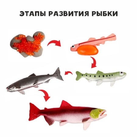 Training set "Stages of fish development" 5 figures