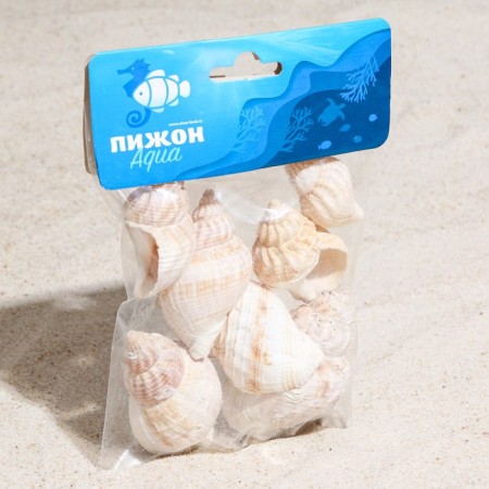 Set of shells Horse Conch, 100 g-3
