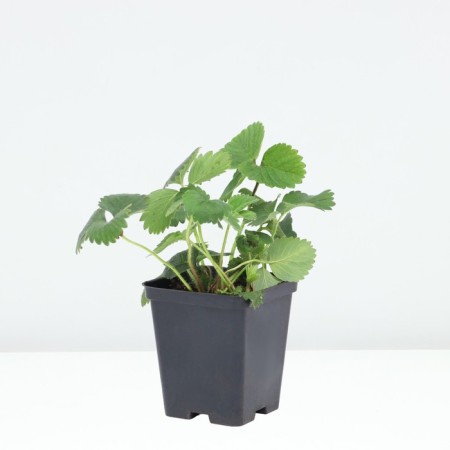 Strawberry Garden Dutac, P9 Pot, 1 pc, summer 2024-1