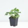 Strawberry Garden Dutac, P9 Pot, 1 pc, summer 2024