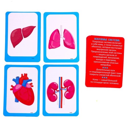 Set for experiments "Scientific set 2B1", model of the human body and laboratory dishes-8