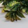 Bouquet "Platicurium and Fern" 40 cm