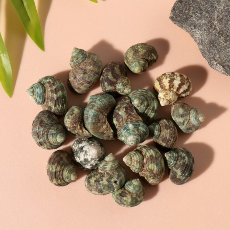 Natural decorative shells "Green shell" set 100 grams