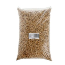 Seeds of barley 