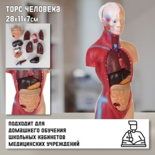 Model 