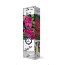 Clematis large -flowered 