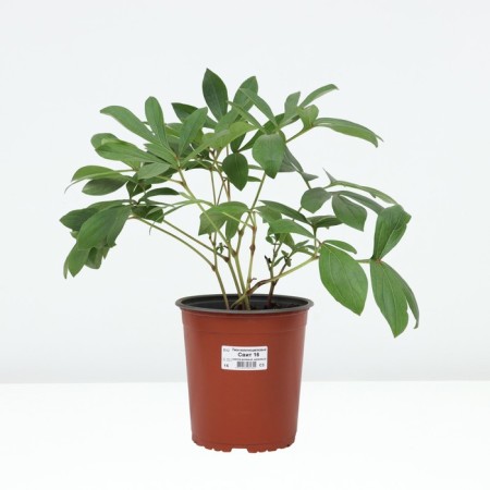 PION Milk -flowered sweat 16, pot C3, 1 pc, summer 2024-2