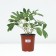 PION Milk -flowered sweat 16, pot C3, 1 pc, summer 2024