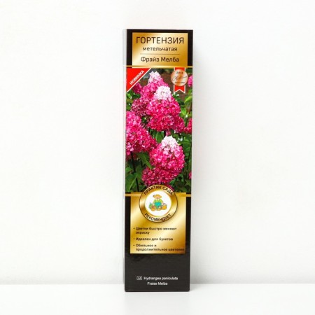 Hydrangea blizzard suite "Frez Melba" 1 pc, tube, spring 2025