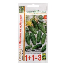 Seeds of cucumber 