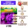 Flox "Otem Joy" rr I, 2 pcs,