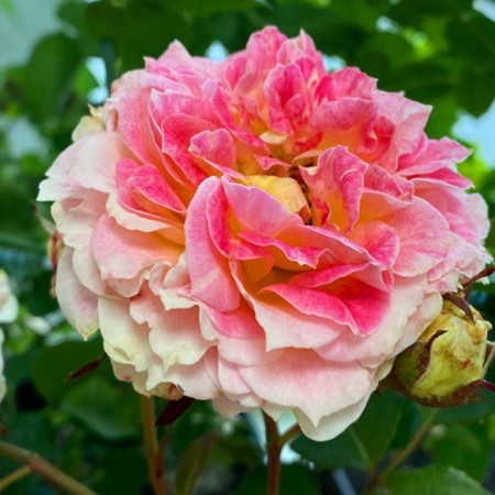 Rosa seedling "Julius Caesar", 1 pc, spring 2024