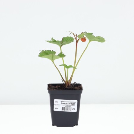 Strawberry Garden Roxan NF 205, P9 Pot, 1 pc, summer 2024-2